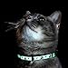 Pawtitas Glow in The Dark Cat Collar Kitten Collar with Safety Buckle and Removable Bell - Teal