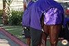 HILASON 1200D Winter Waterproof Poly Horse Turnout Blanket Belly Wrap Purple | 72 in #5