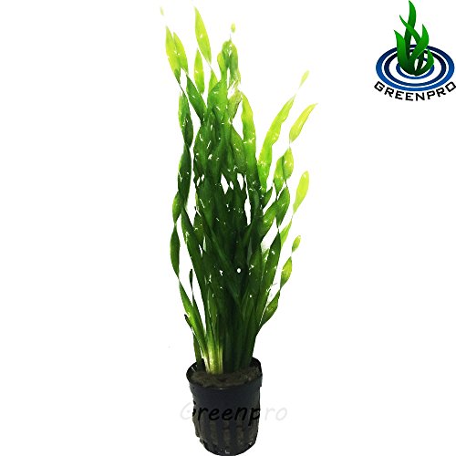 Greenpro Twisted Vallisneria Spiralis Torta Vallis | Americana Asiatica Val Potted Live Aquarium Water Plants Decorations Freshwater Fish Tank #TOP1
