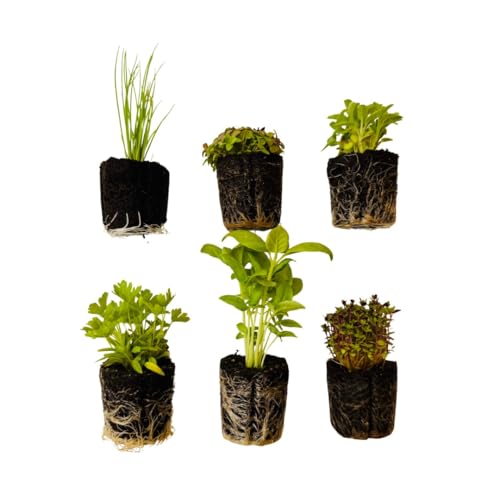 Herb Seedlings: Ready-to-Plant Seedlings Starts Plugs Garden-Ready Live Plants Transplants Pre-sprouted for Soil & Hydroponic Gardens (6 seedlings)