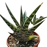 Aloe Variegata Natural la Planta Perfecta para los Amantes de las Suculentas