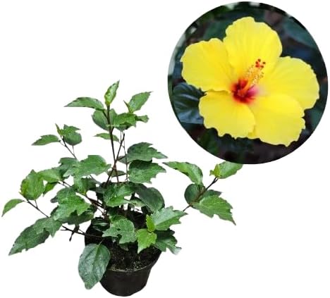 Muda de Hibisco Flor Ornamental para Jardim Cerca Viva e Sol Plen...