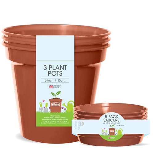 Whitefurze Plant, Pot & Saucer Set, 6 Inch/15 Centimeters