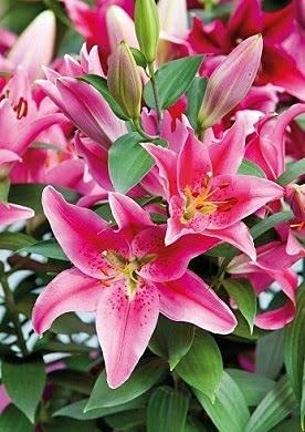 Salmon Oriental Lily/Lilium Flower Bulbs For Home & Outdoor Gardening Plants (Pack Of 5 Bulbs)-image-27