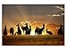 Produktbild kunst-discounter Australien Kangaroos Leinwandbilder auf Keilrahmen A05949 Wandbild Poster 90 x 60 cm