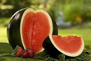 Seeds Rare Watermelon Black Beauty Early Giant Heirloom Vegetable for Planting Non GMO
