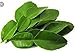 (2 Oz.) Fresh ORGANIC Kaffir Lime Leaves (Thai Lime Leaves) | FREE First Class Shipping from California