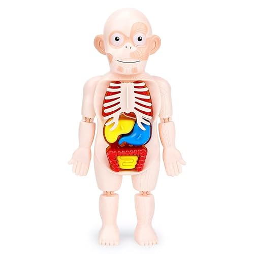 Brinquedo Educacional Corpo Humano Anatomia 3D