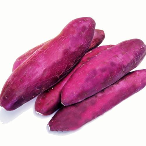 ܂ Tc}C ܂  Y܂ 1kgi4{?8{j500g×2 S?MTCY ܓ pZbg Ԍ