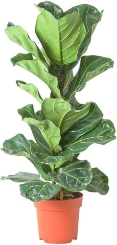Image of All-Time12 Months Hybrid Grafted Guti Kolom Live Fruit Plant Original & Authentic Organic Tree for Outdoor Fast-Growing Fruit Plant Home Pack Of-1 (Fig Anjeer Air Layered Grafted Plant, Medium)