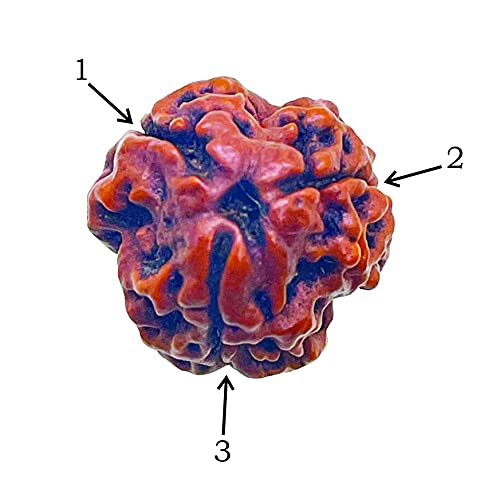 Image of Siddha 3 / Three Mukhi Pure Rudraksha from Nepal, Laboratory Certified.