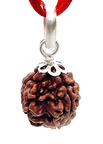 Image of Siddha 3 / Three Mukhi Pure Rudraksha from Nepal, Laboratory Certified.