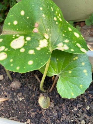 観葉植物 ツワブキ」の人気商品一覧 | 安い商品を通販サイトから探す