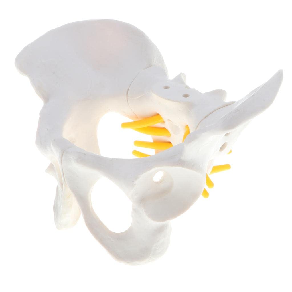 Amagogo Female Pelvis Model Female Skeleton Model 1:1 Human Skeleton Educational Equipment for Study