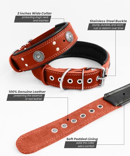 Image of Genuine Leather Dog Collar for Large Dogs,2 in Wide Heavy Duty,OR-L | Handmade,Stainless Steel Pin Buckle,Soft Padded,Alloy Studded,Luxury Eye-catching Design,Medium Large Giant Breeds,21-25 in