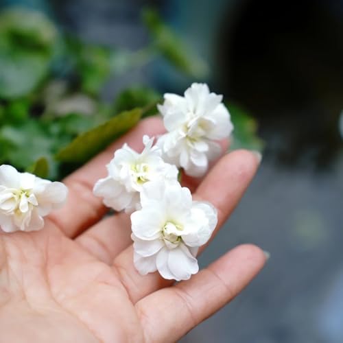 350 piezas semillas de violetas fragantes reales - semillas de flores de verano semillas de flores silvestres decoración de jardín de flores silvestres para decoración de flores exteriores