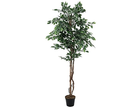 konstväxt-discount.com silverficus Benjamini med naturstammar, 1008 blad, höjd 180 cm – dekorativt träd Ficus Benjamini med naturstammar av Lian Ficus konstträd