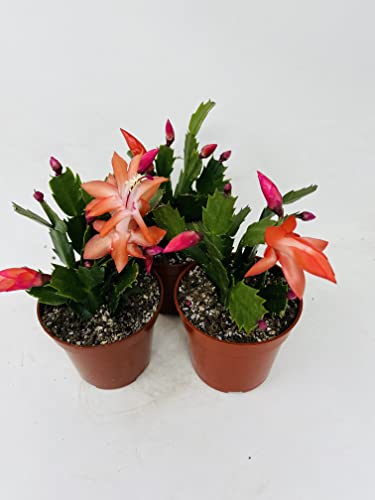 Three Christmas Cactus Red Bloom- 4" Pot- Zygocactus Plants Three Christmas Cactus Red Bloom- 4" Pot- Zygocactus Plants