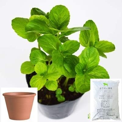 Amazon Co Jp イエルバブエナ ミント 栽培 セット ハーブ テラコッタ 鉢 プランター 鉢受皿 付 Diy 工具 ガーデン Amazon Co Jp イエルバブエナ ミント 栽培 セット ハーブ テラコッタ 鉢 プランター 鉢受皿 付 Diy 工具 ガーデン