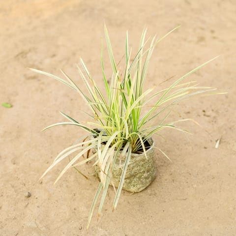 NATURE GARDEN Bloomify Bedroom Ribbon Grass White in 4 Inch Nursery Bag | Indoor Plant, Low Maintenance, Air Purifying, Ceramic Pot Included, Tabletop Size-image-9