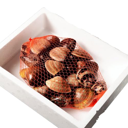 桑名はまぐり屋(株式会社ITfoods) 蓄養はまぐり 3年から6年もの 蛤 ハマグリ 魚介 貝 1kg a*97