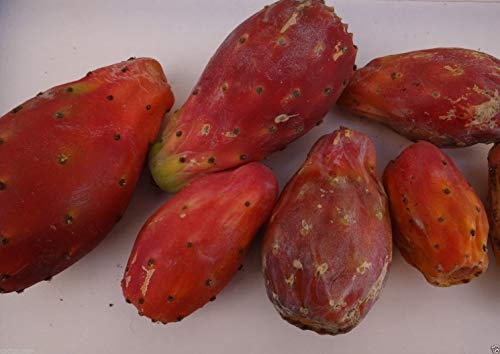 50 Rosso Opuntia ficus indica Semi, Nopal, Tonno Roja, Cactus spinoso, Pera