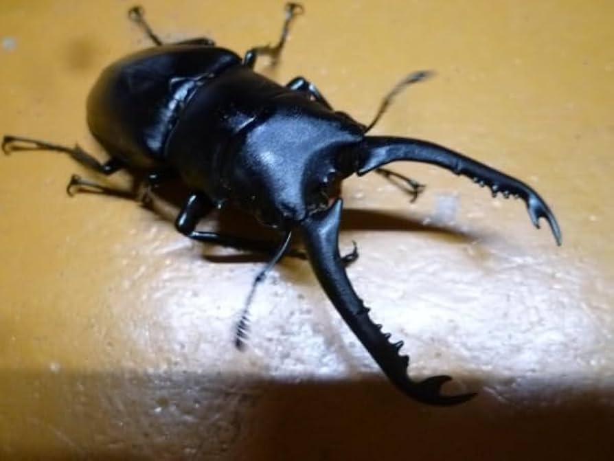 カンボジア産 奇形種 原木 一部 おまけ付き SHIP'S CAT (ONK-1) – ヤノベケンジ