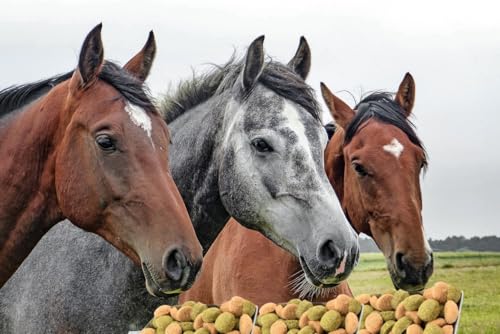 Leckerlies, Pferdeleckerlies Kräuter und Karotten in Einer 2500g-Eimer, 2 Sorten Leckerlies für Pferde, Ponys, Belohnungsfutter in der Geschmacksrichtung Karotte und Kräuter,