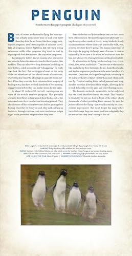 Birds: A Photicular Book 4