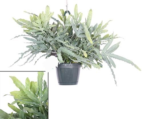 POWERS TO FLOWERS - FELCE PHLEBODIUM AUREUM BLUE STAR IN BASKET, pianta vera