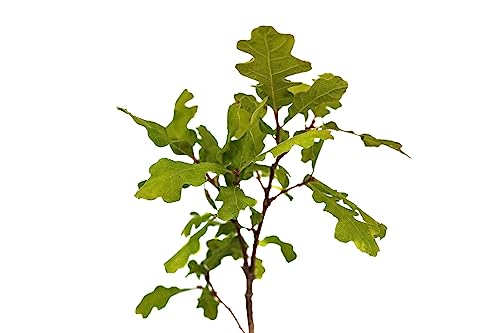Valley Oak | Medium Tree Seedling | The Jonsteen Company