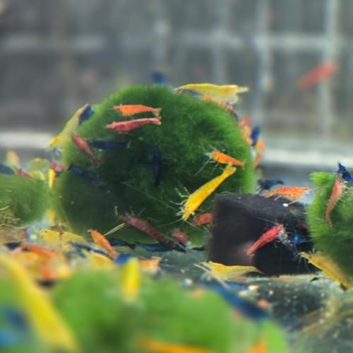 Image of Swimming Creatures Freshwater Aquarium Shrimp - A Perfect Combo to Brighten Your Aquarium! (20 Mixed + Shrimp Habitat Mix)
