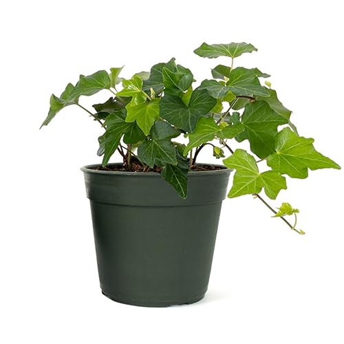American Plant Exchange English Ivy – Live 4-Inch Potted Trailing Vine, Fast-Growing Air-Purifying Houseplant, Easy-Care Indoor & Outdoor Climbing Ivy for Hanging Baskets