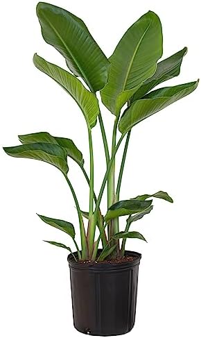 best pot for bird of paradise that will transform your plant care 5 United Nursery White Bird of Paradise – Strelitzia Nicolai in 10” Grower Pot – 32–36 Inches Tall – Large Tropical Indoor Plant – Easy-Care Air-Purifying Floor Plant for Home or Office