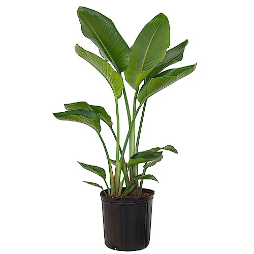 United Nursery White Bird of Paradise – Strelitzia Nicolai in