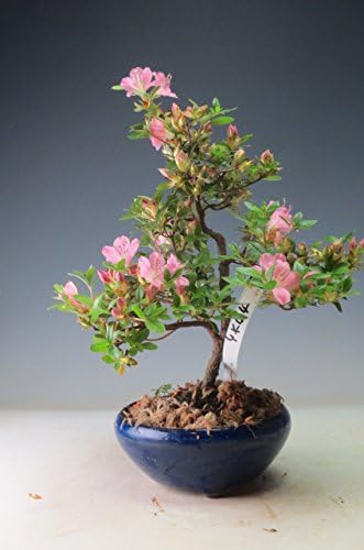 Amazon Co Jp 盆栽 花芽付き 皐月 さつき 鶴翁 の鉢植え 現品 現在 開花が始まっております 5 13 ホーム キッチン