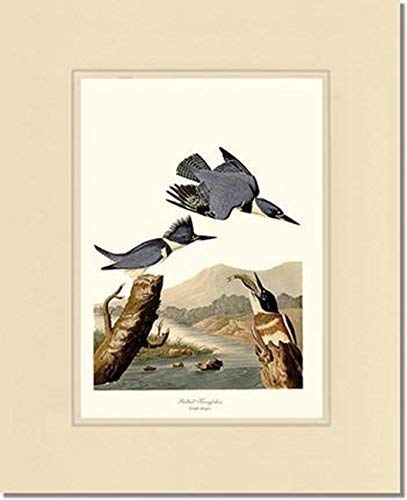 Miniatura 3 de Bird Print Audubon Vintage Art: Belted Kingfisher