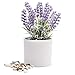 Kurrajong Farmhouse Fake Lavender Plant | Artificial Plant | Artificial Lavender Plant | Faux Plant Indoor | Realistic Faux Lavender Plant in Pot