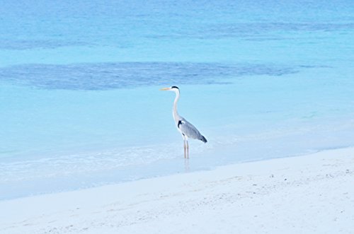 Binocular central focus wheel