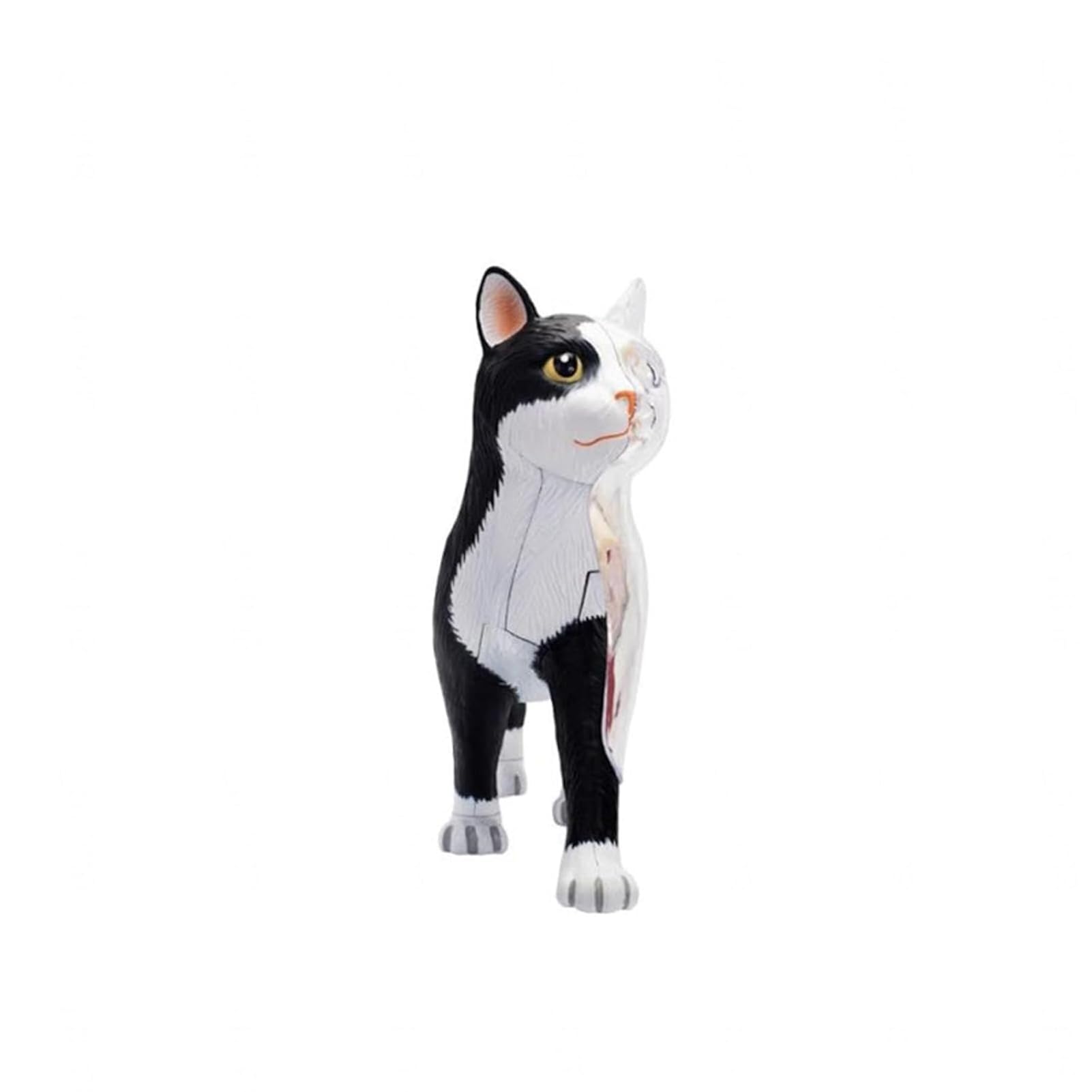 Genérico Modelo de Anatomía de Gato 4D, 28 Partes para Demostración de Enseñanza Animal, Modelo de Anatomía de Gato, Herramienta de Entrenamiento Veterinario para Demostración de Enseñanza