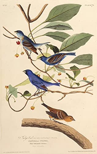 Affiche les Indigobirds par Audubon peinture sur toile 60x90cm pour salon