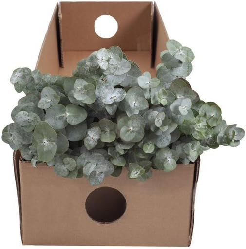 Baby Blue Eucalyptus – 200 Fresh Stems (20 Bunches of 10) – 20–24" Long Stems for Bouquets, Wedding Flowers, Centerpieces, and Floral Arrangements