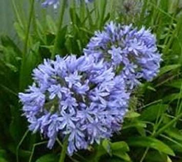 SANHOC Graines Paquet: Agapanthus praecox | 10_Seeds Cover