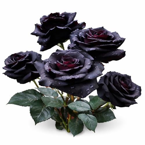 Rose Seeds for Planting Blue Rainbow Dark Red Pink & Mixed Varieties 10 Flower Seeds Per Pack Ornamental Garden Plants for Outdoor (Dark Maroon Rose)
