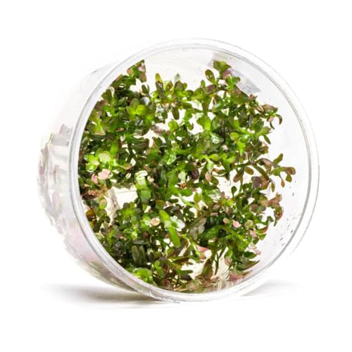 Ultum Nature Systems Live Tissue Culture - Rotala 'Blood Red' (Rotala rotundifolia) - Moderate - High Light - Deep Red Accent - Midground to Background - 100% Snail Free Grown in-Vitro - Regular Cup
