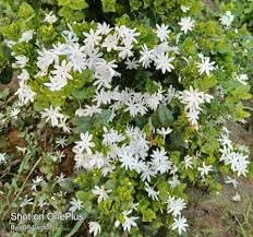 Jasmine seeds for planting,high germination (15 seeds) (B0CKFBT1VX) Amazon Price History, Amazon Price Tracker