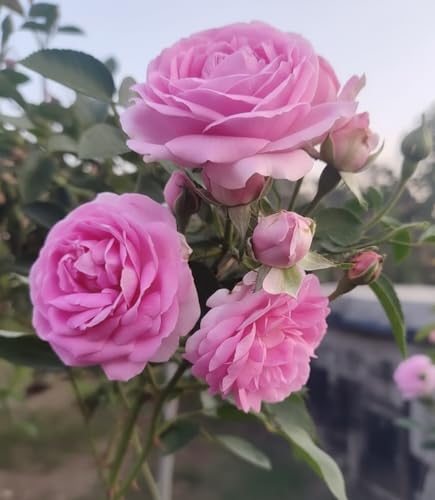 Image of Beautiful Home Garden Climbing Pink Rose Flower Tree Plant For Home Garden Outdoor Indoor Plant Natural and Organic (Without Pot)