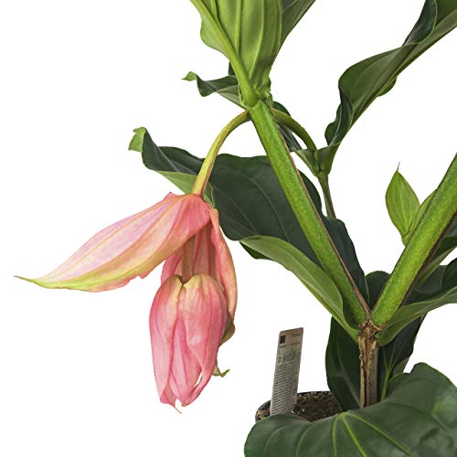 Medinilla magnifica , Medinille ,1-2 Blossom ,50cm