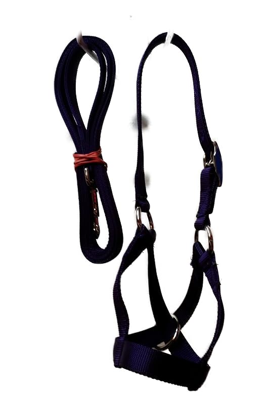 Miniatura 6 de Padded Cattle Halters Matching Lead LEASH Bull Cow Yearling Calf Newborn Handmade (Calf, Lime Green)