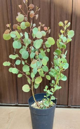 ポポラス 鉢植え」の人気商品一覧 | 安い商品を通販サイトから探す